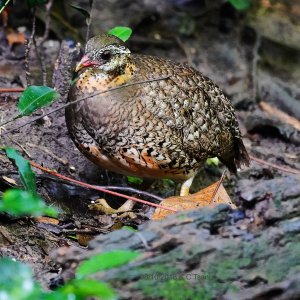 Scaly-Brested Partridge