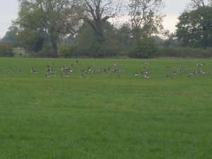 Canada Geese