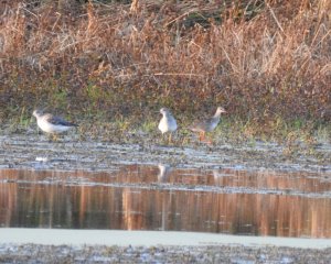 Spotted Redshank and Greater Yellowlegs