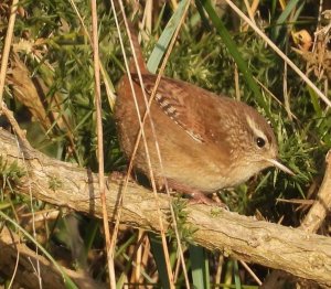 Wren2