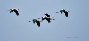 Flight of 5 Painted Storks