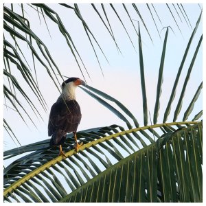 Crested Caracara in the Coconut tree