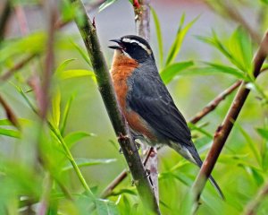 Black-and-rufous Warbling Finch