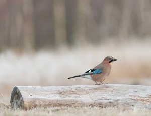 Garrulus glandarius