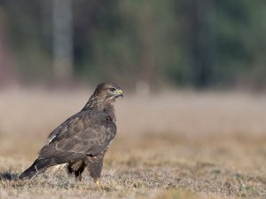 Buteo buteo