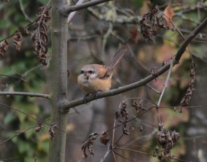 Long-tailed Shrike, Switzerland