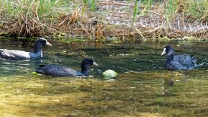 Coots playing with a tennis ball