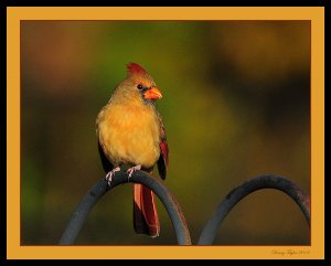 Late Fall Lady Cardinal