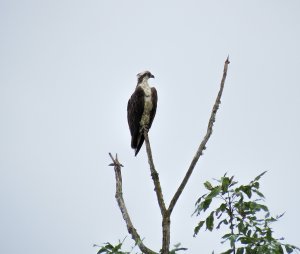 Western Osprey