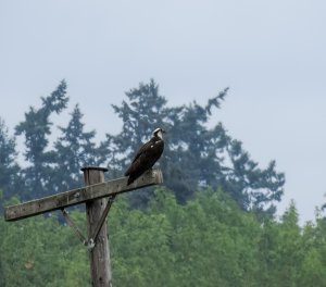 Western Osprey