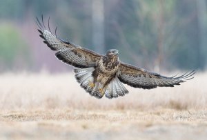 Buteo buteo