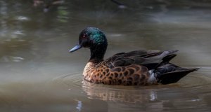 Chestnut Teal