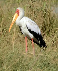 Yellow-billed Stork