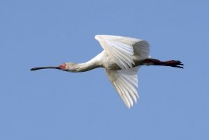 African Spoonbill