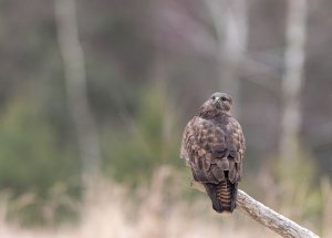 Buteo buteo