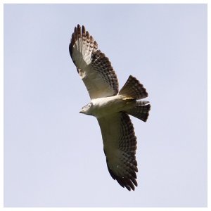 Short-tailed Hawk 1