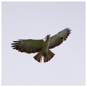 Short-tailed Hawk 2