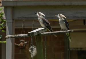 Birdtable Visitors