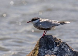 Whiskered Tern