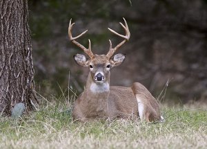 Texas Whitetail Deer (buck)