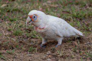 Long billed Corella