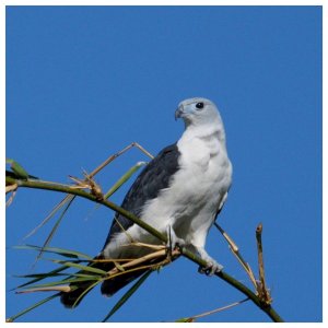 Grey-headed Kite perched