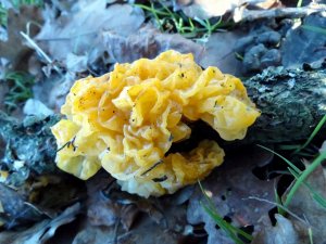 Witches' butter