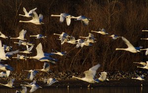 Trumpeter Swans