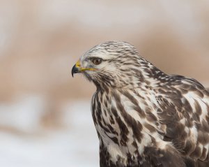 Buteo lagopus