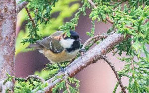 Coal Tit