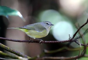 Orange-crowned Warbler