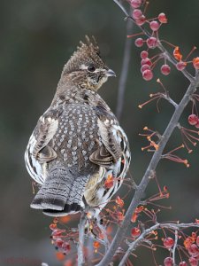 Ruffed Grouse