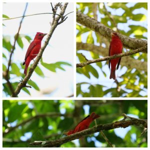 Summer Tanager (Male)