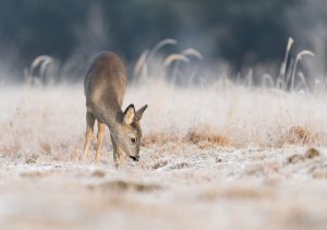 Capreolus