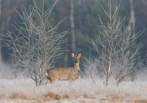 Capreolus