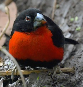 Male Western Bluebill