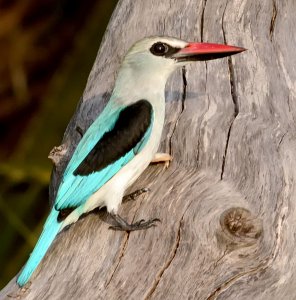 Woodland Kingfisher