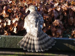 Sparrowhawk