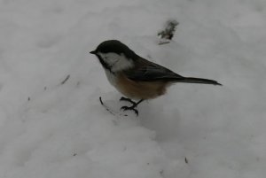 Siberian Tit (Poecile cinctus)