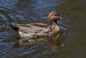 Australian_Wood_Duck5