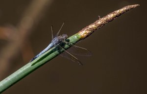 Blue Skimmer