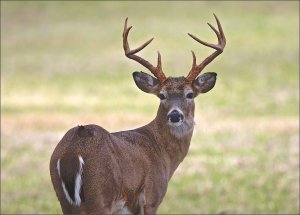 Texas White-tailed Deer (buck)