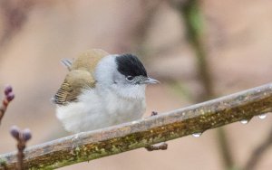 Blackcap