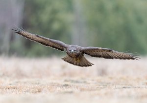 Buteo buteo