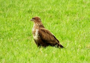 Buzzard