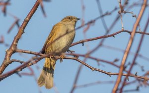 Dunnock