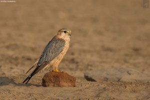 Merlin | Falco columbarius