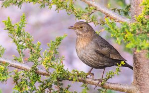 Common (Eurasian) Blackbird