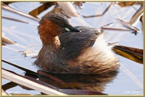 Little Grebe