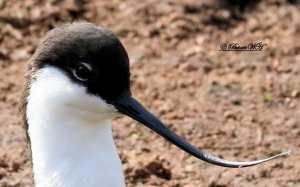 Avocet